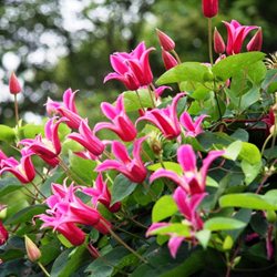 Клематис техасский  'Принцесса Диана' / Clematis texensis 'Princess Diana'